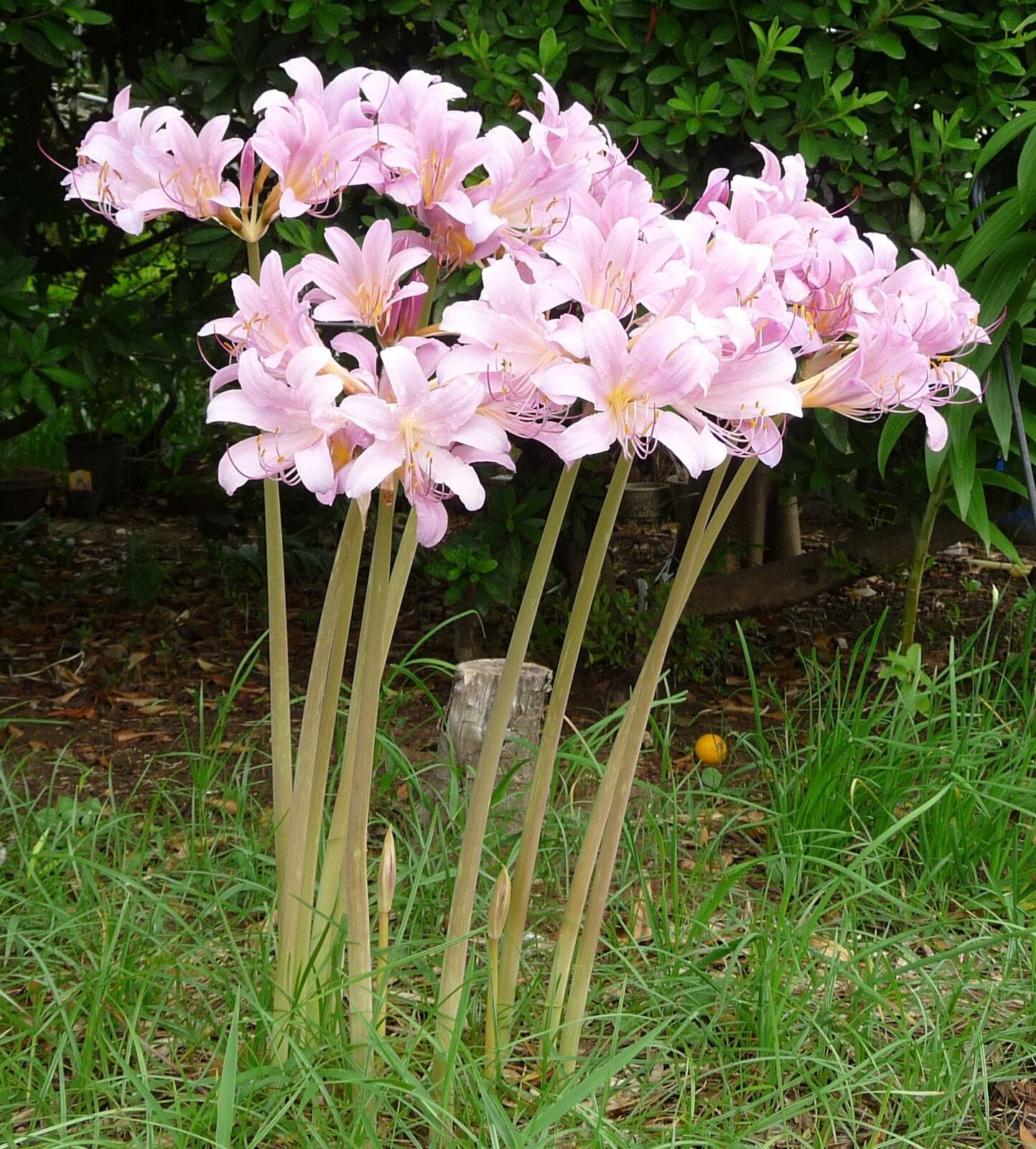 Pink Surprise Spider Lily Lycoris Squamigera and similar items