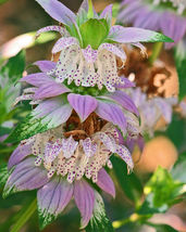 SHIPPED FROM US 600+SPOTTED BEE BALM Herbal Tea Monarda Punctata Seeds, ... - $18.00