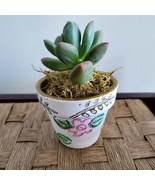 Succulent in Hand Painted Terracotta Pot, Cottagecore Floral Terra Cotta... - $14.99