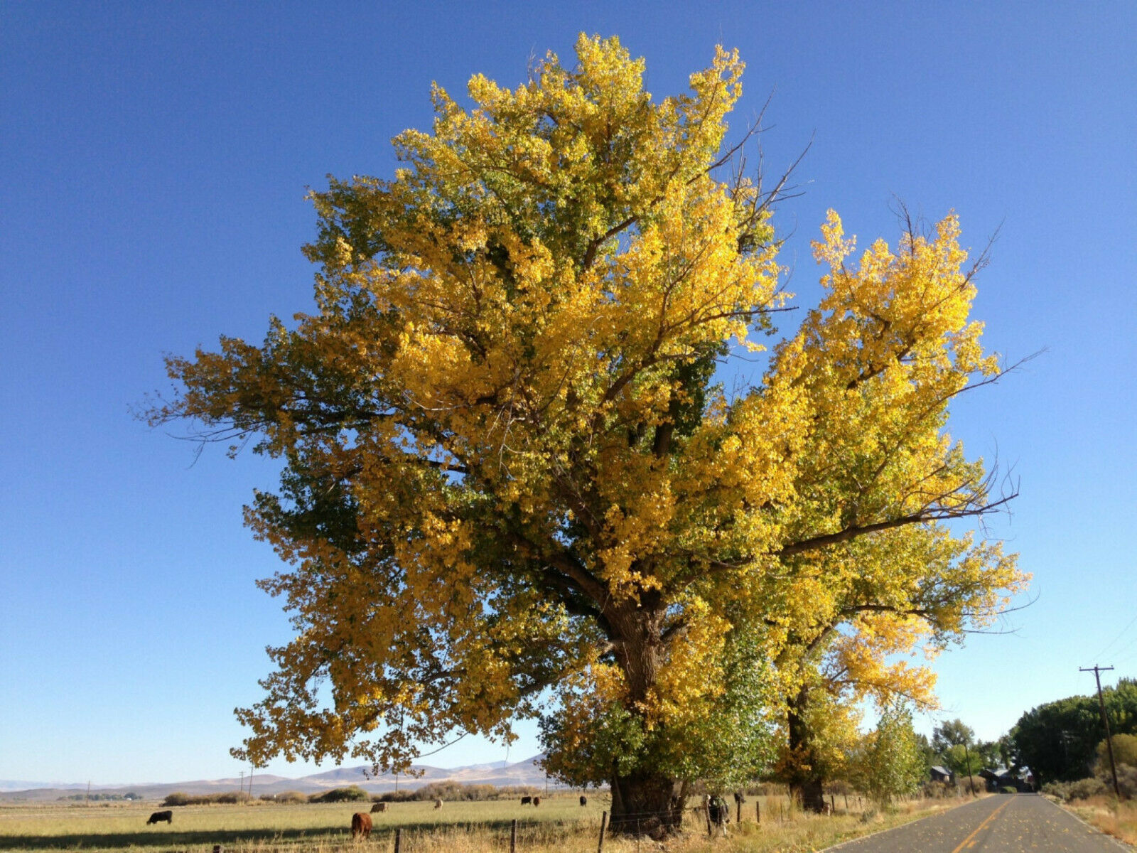 Populus Fremontii, Cottonwood Tree, 2-3 year old plant, Bare root