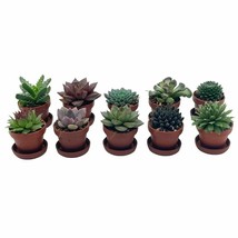 Teacup Succulent Assortment, 10 different plants, in 1 inch pots with sa... - $46.53
