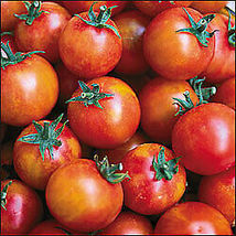 20 Pcs Cherry Candy Tomato Seeds #MNHG - $14.50