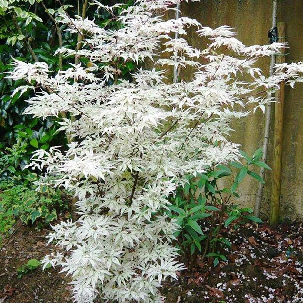 10 White Japanese Maple Tree Seeds ARE HULLED FOR FASTER GROWTH Other