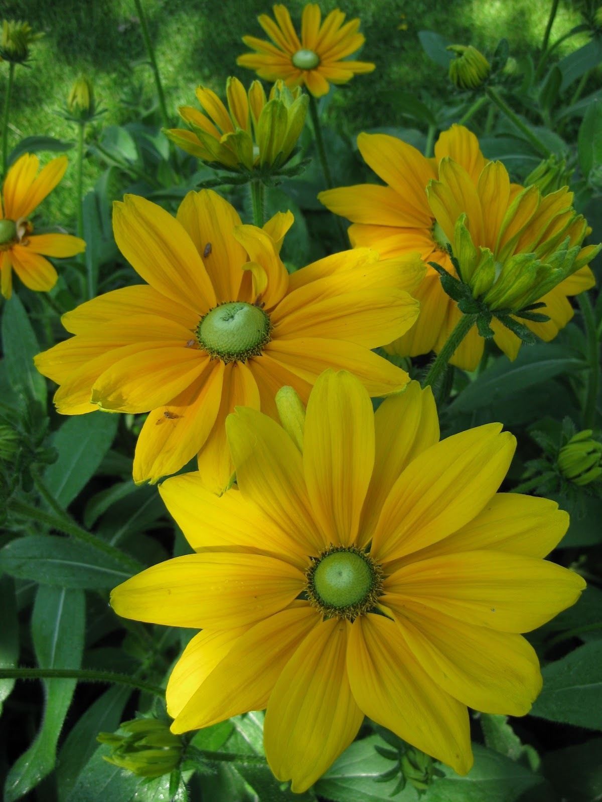 RUDBECKIA HIRTA ~Irish Eyes~ "Gloriosa Daisy" Perennial SEEDS
