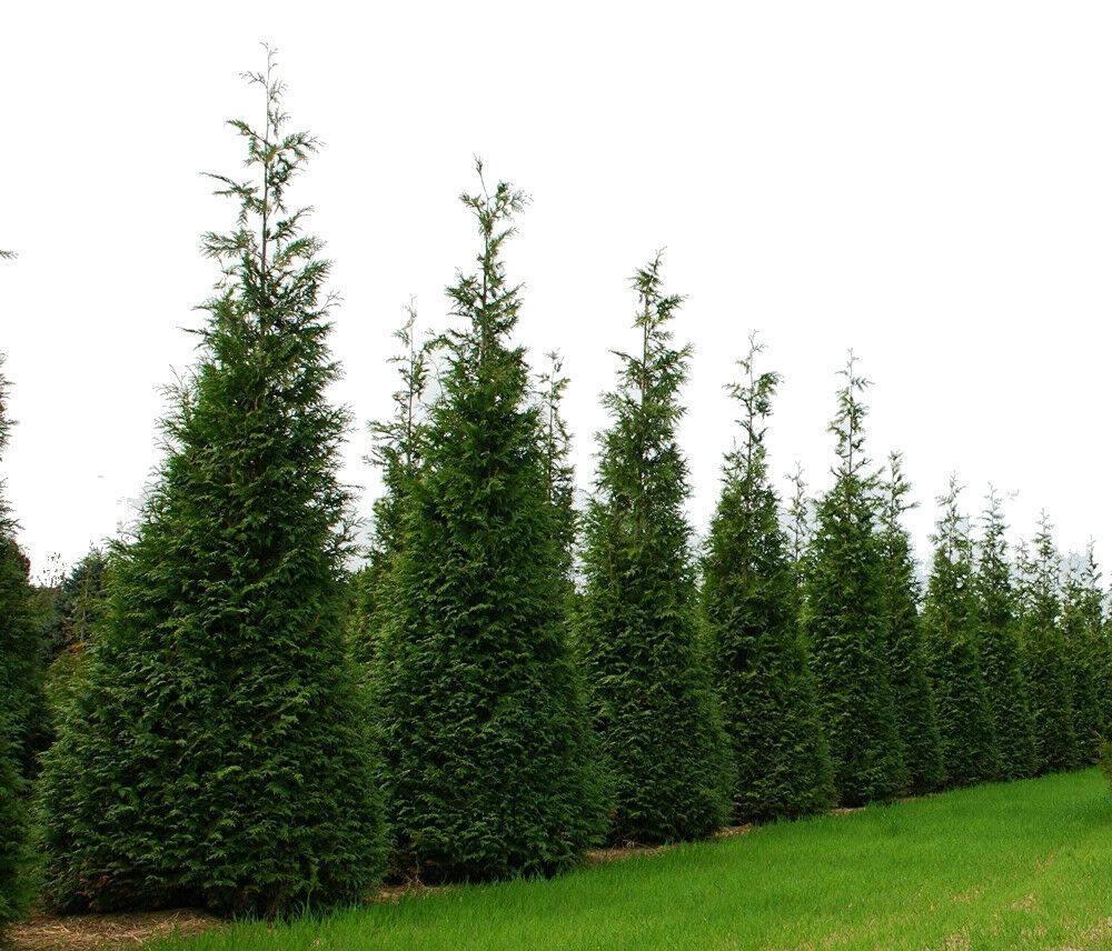 low price guarantee Thuja Green Arborvitae Giant Live 5