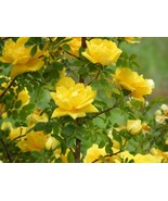 10 Seeds - Yellow Rose of Texas Bush - $8.99