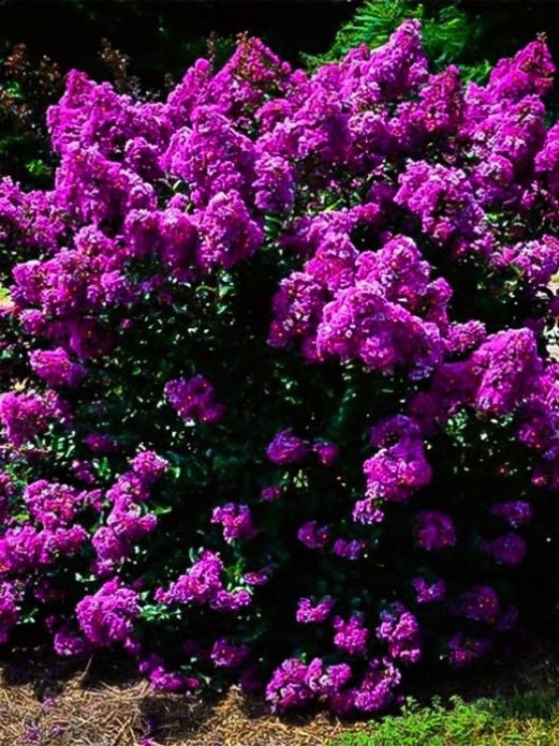 35+ Purple Crape Myrtle Tree Drought Tolerant Shrub