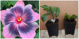 Midnight Tryst**Small Rooted Tropical Hibiscus Starter Plant*Ships Bare Root - $59.99