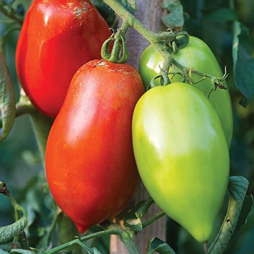 Burpee 'Big Mama' Hybrid | Large Red Paste Tomato | 50 Seeds - Big Boy