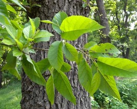 Alnus Japonica (Japanese Alder) 15 seeds - $1.46