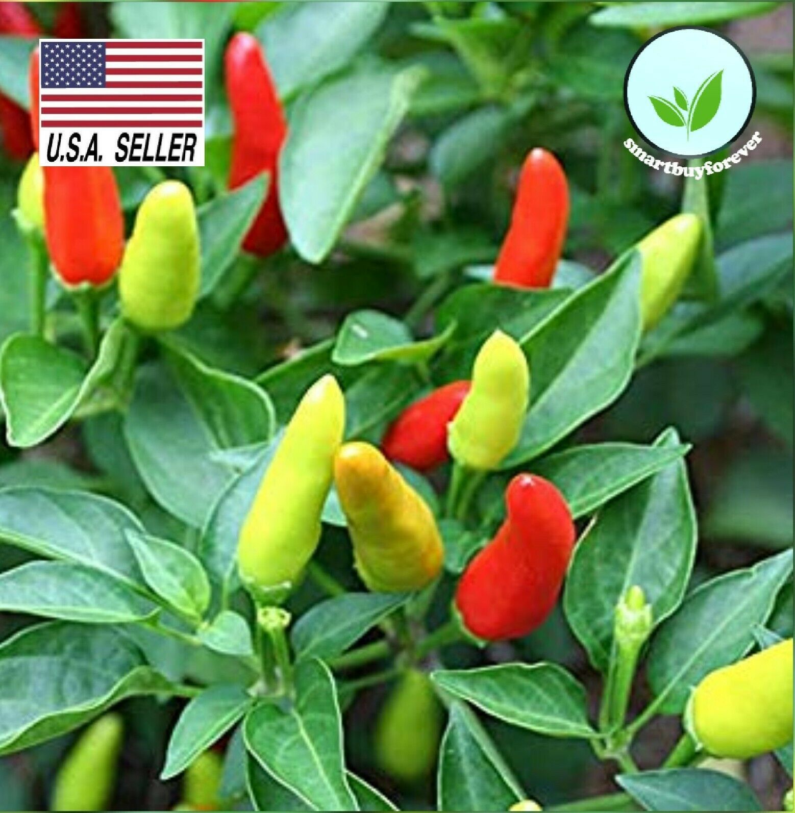 TABASCO PEPPER- 50 SEEDS - PEPPER SAUCE* HOT *POPULAR PROLIFIC* CHILI ...