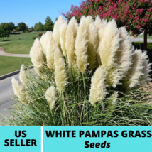 50Pcs Pampas White Ornamental Grass Seeds Cortaderia selloana Seed - $18.75