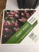 PINKY WINKY hydrangea  shrub PP#16166 image 3