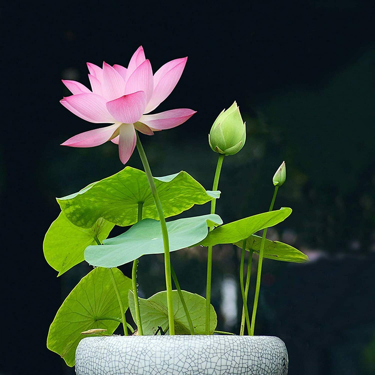 Mini hardy Lotus live plant Nelumbo nucifera Tuber Rhizome bloom this