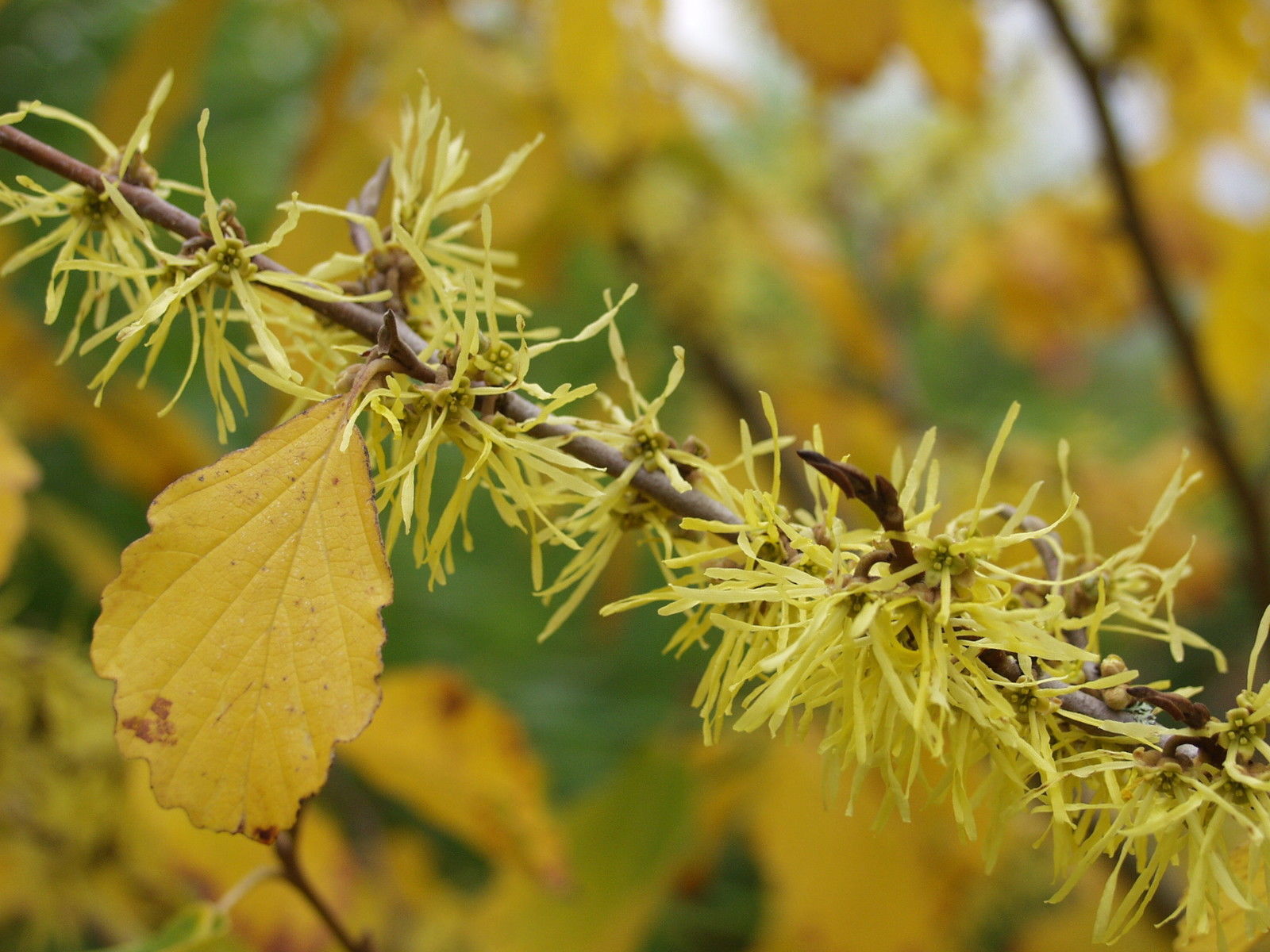 Волшебный орех – hamamelis virginiana