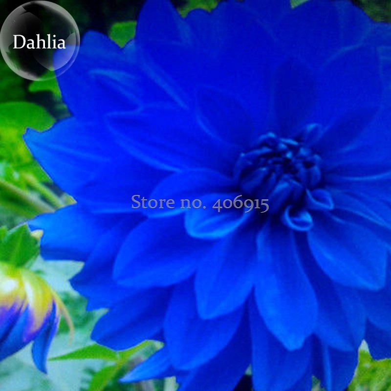 Rare Blue Dahlia Flower Seeds, 50 Seeds, beautiful outdoor garden plants seeds Perennial Seeds