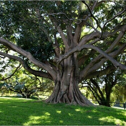 SHIP FROM US 50 Small Leaved Fig Tree Seeds (Ficus obliqua), UTS04 ...