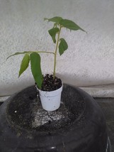 muntingia calabura strawberry tree live plant rare - $27.41