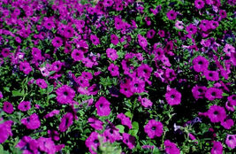 200 Deep Purple Petunia Flowers Seeds Garden Planting Perennial - $13.75