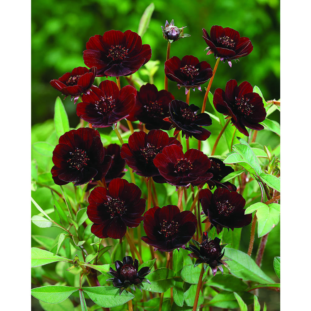 100 Rare Chocolate Cosmos Seeds Cosmos Bipinnatus Calliopsis S036 Seeds