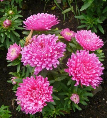 50 Seeds Aster Peony Duchess Coral - Annual & Biennial Seeds