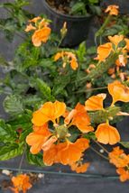 3 to 5 Inches Tall Plug size Orange Crossandra Live Plant Garden Outdoor Living  - $33.99