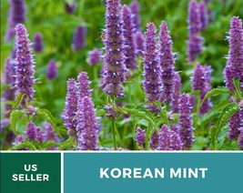 50 Pcs Korean Mint Medicinal Herb Seeds GMO Free Agastache Rugosa Seed - $19.23