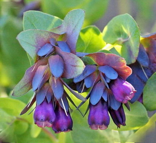 Blue Shrimp Plant Cerinthe Major 5 seeds showy Beautiful CombSH A55 - Seeds