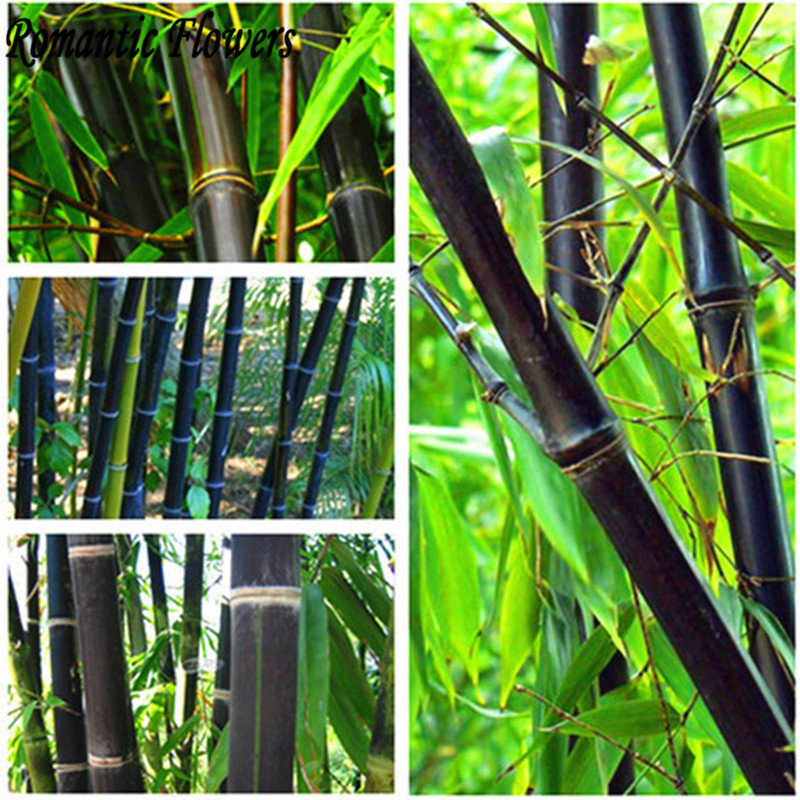 50 Seeds Rare Black Bamboo  Seeds Super Purple Stem 