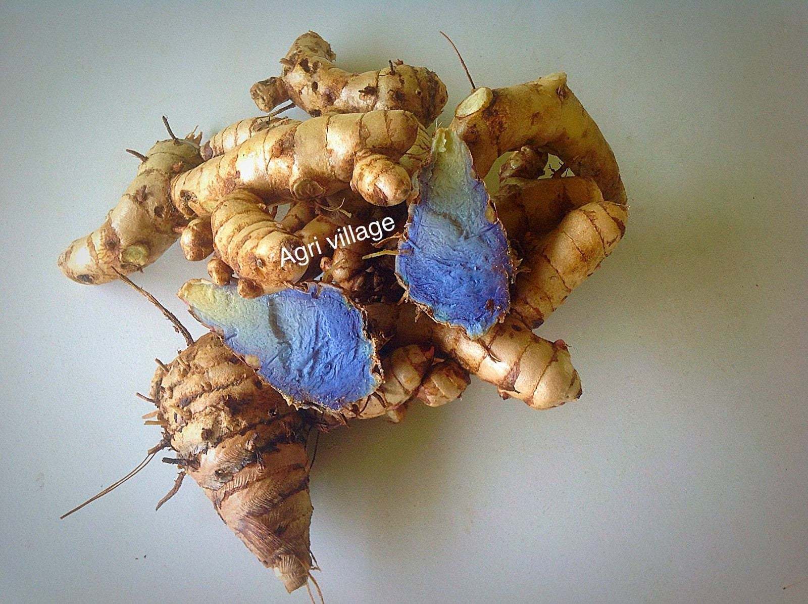 Rarest Curcuma Caesia / Black Turmeric / Kali Haldi 4 Rhizomes Seeds