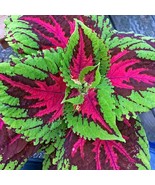 10 Seeds Kong Rose Coleus Plant - $9.50