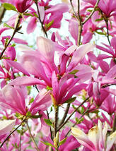 Ann Magnolia gallon pot shrub/tree image 5
