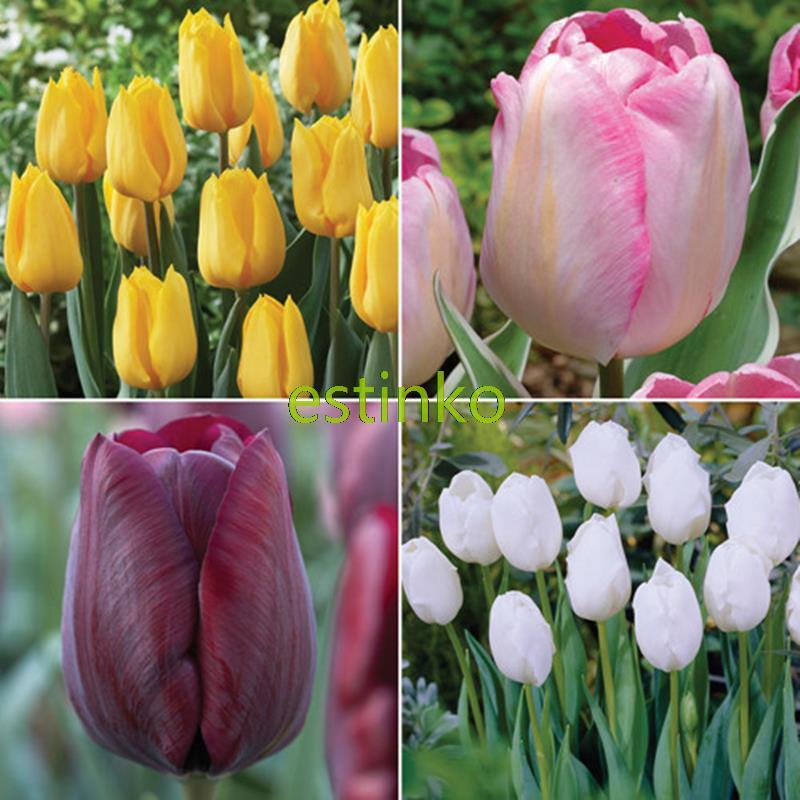 Rare Triumph Collection Mix Tulip Bulbs 5pcs Bonsai Tulip Flower Tulipa