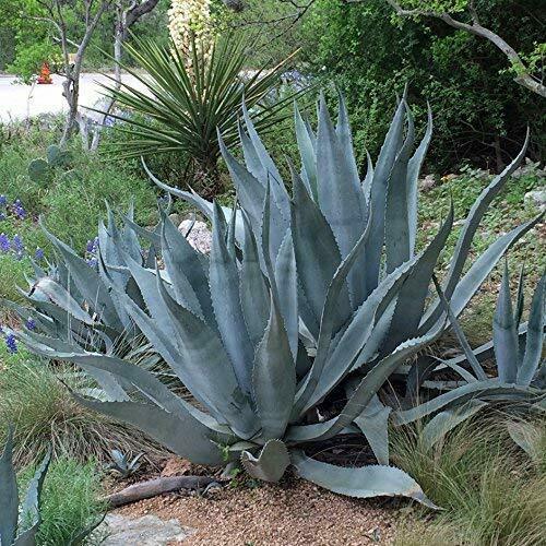 Agave Americana - Blue Agave Plant - Drought Tolerant Live Succulent ...