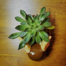 Echeveria Succulent in Ceramic Animal Planter, 5" Brown Moose Glazed Pot + Plant image 4