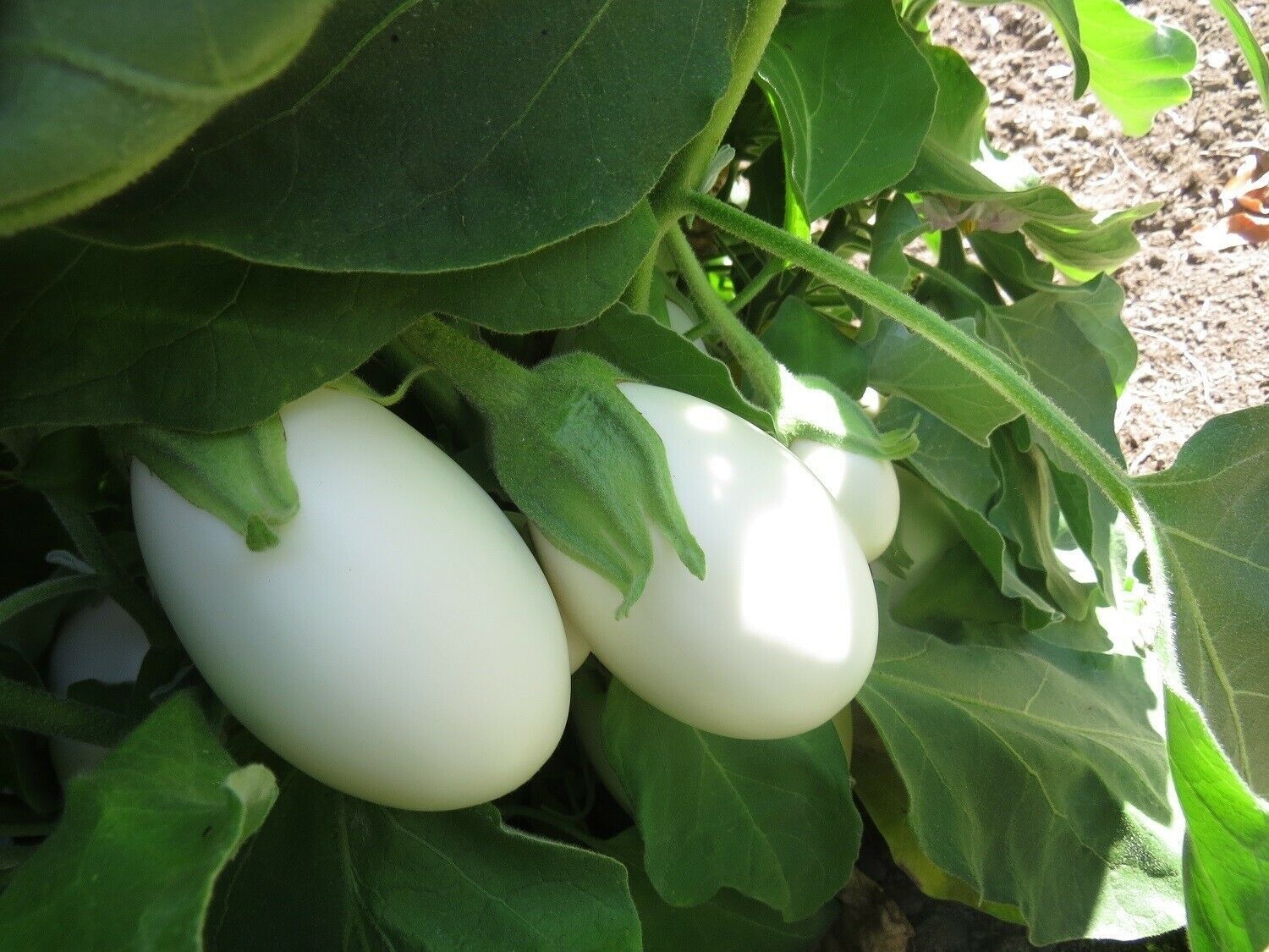 50 Eggplant White Star Hybrid Eggplant Seeds Egg plant Seed Seeds & Bulbs