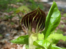 Jack-In-The-Pulpit 5 bulbs Indian Turnip (Arisaema triphyllum) image 4