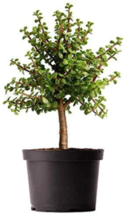 Dwarf Jade Tree  -  Live Plant in 6" Pot - About 11" Tall image 1