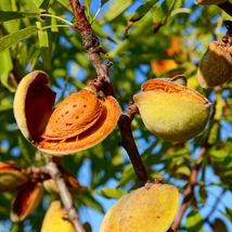 Almond tropical Fruit Tree Nut Desmayo Largueta Varieties Hard Shell plants - $34.50