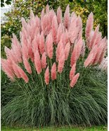 20 SEEDS Imported Pink Pampas Grass Cortaderia selloana - $23.98