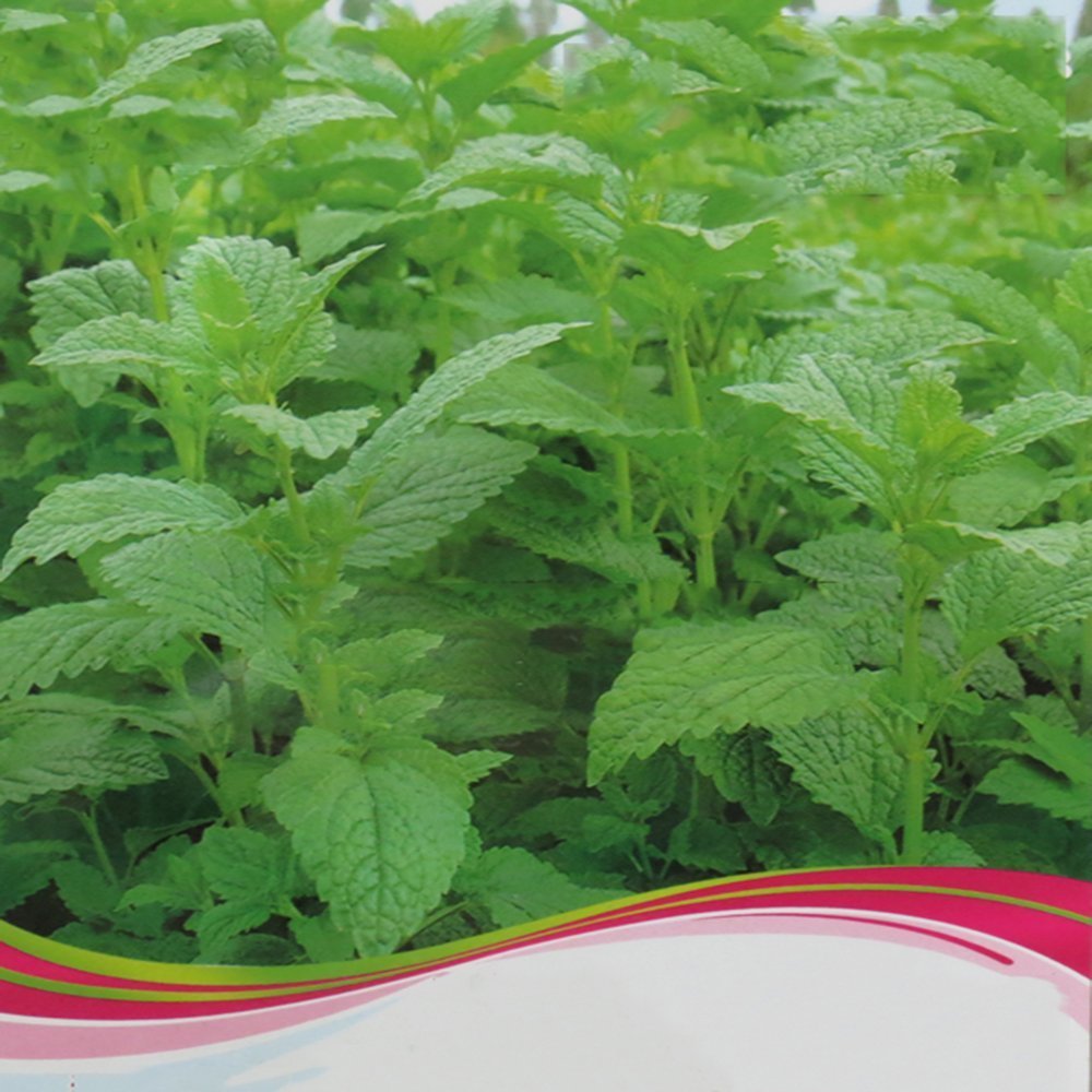 Perfume Mint Mentha Arvensis Wild Mint Herbs 25 Seeds perennial bloom ...