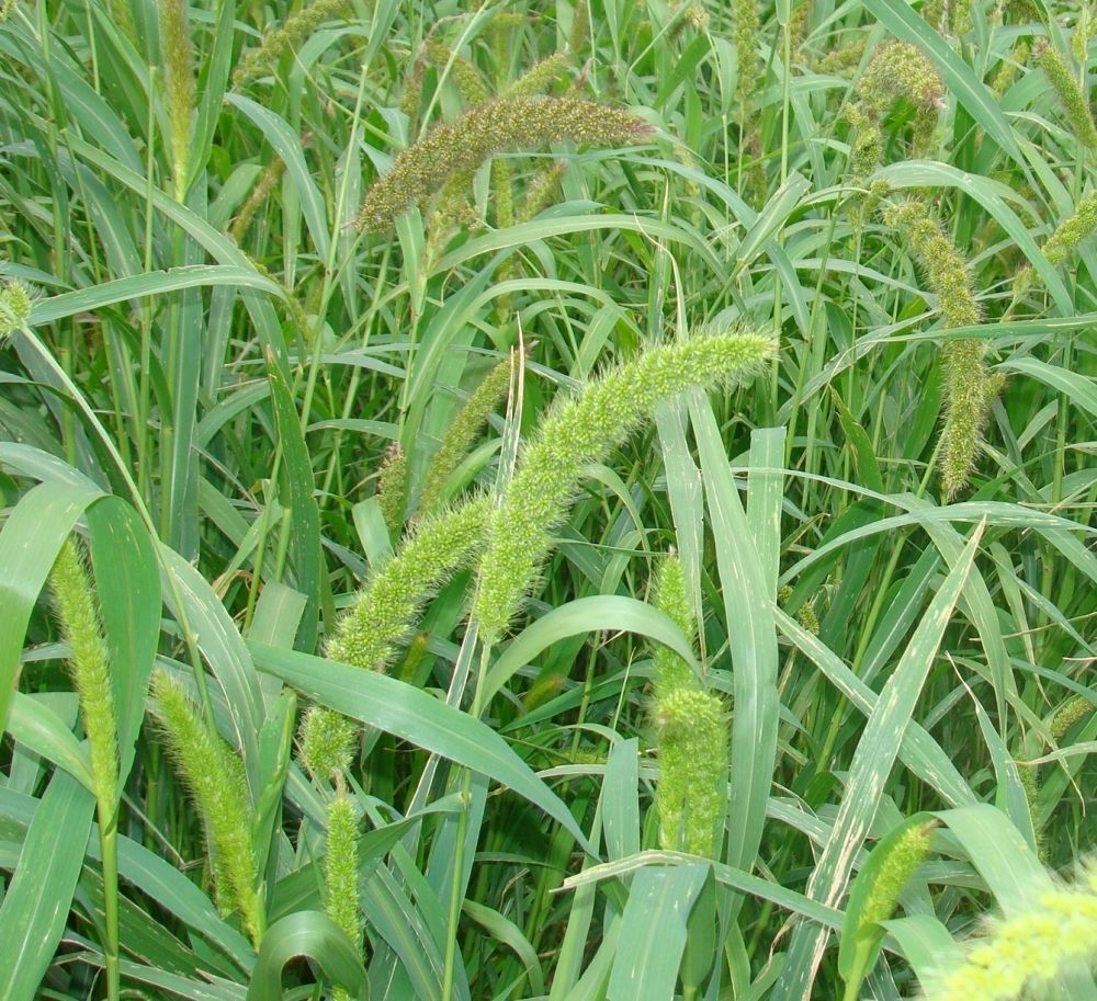 Golden German Foxtail Millet Seeds Silage Forage Pasture Crop Seed (3