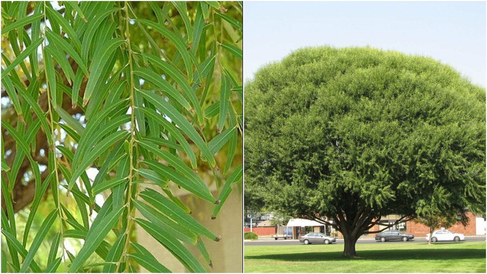 Globe Navajo Willow Tree, Live Plant 6" Cutting w/ Roots Started