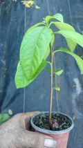 avocado tree live aguacate  fruit 5'' to 8'' Outdoor Living - $63.99