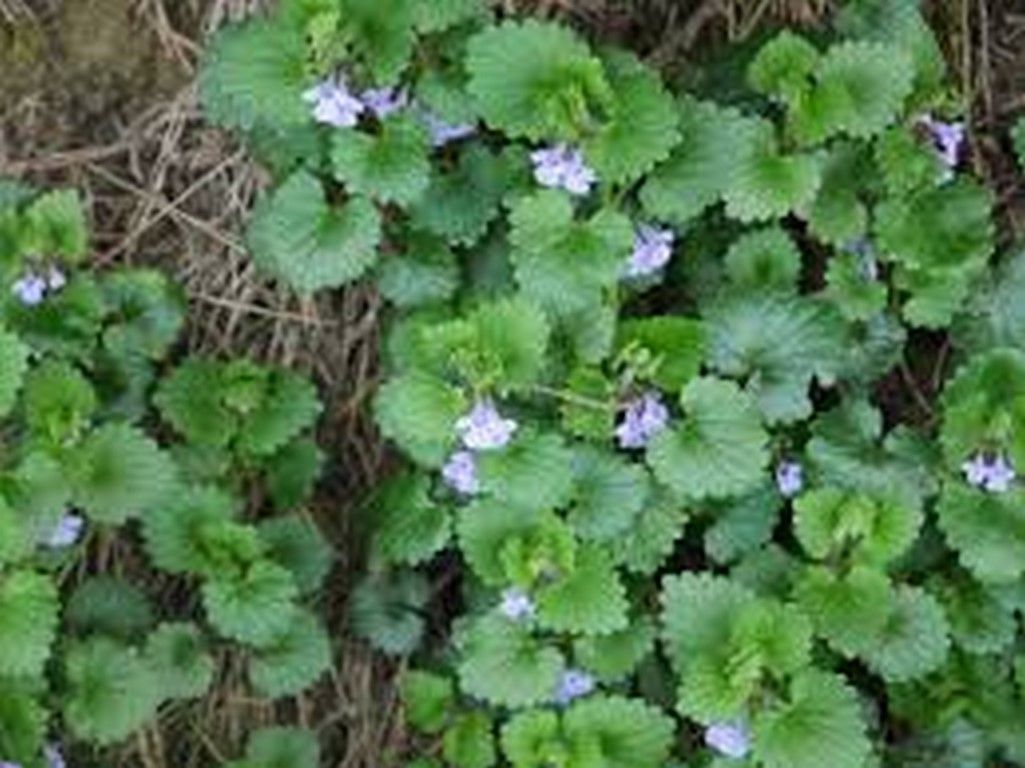 Ground Ivy (Glechoma Hederacea) 25 Seeds Other Seeds & Bulbs
