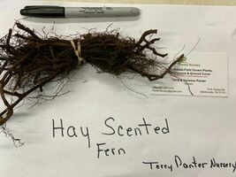 10 Hay Scented Fern clumps Dennstaedtia punctilobula image 2