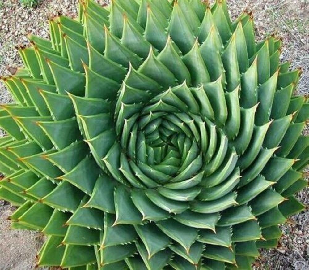 100 Seeds Spiral Aloe Seeds * Aloe Polyphylla * Easy grow * Exotic
