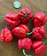 Apocalypse Scorpion Red Chili Lot Of 3 Super Hot Pepper Live Plants 2,000,000SHU - $43.00