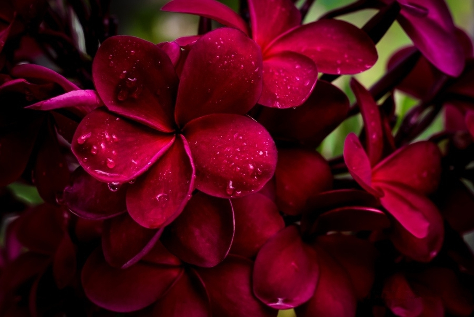 Plumeria Rare Dark Red Unrooted Cutting 10 Inch Other Plants, Seeds