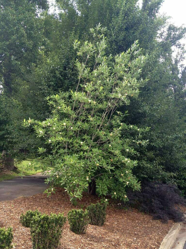 Sweet Bay Magnolia Tree 